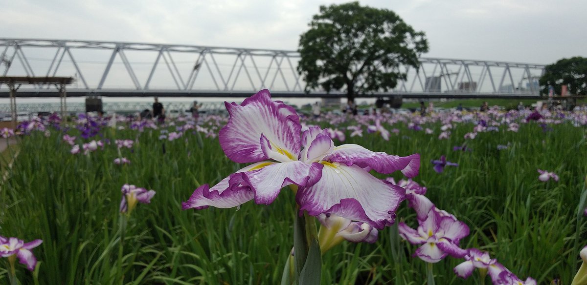 hanabata72's tweet photo. 🚃🚶☁ 小岩駅 #駅ハイ #ぶらり小岩下町情緒と花菖蒲の名所を訪ねる https://t.co/MyKEoO4zJh