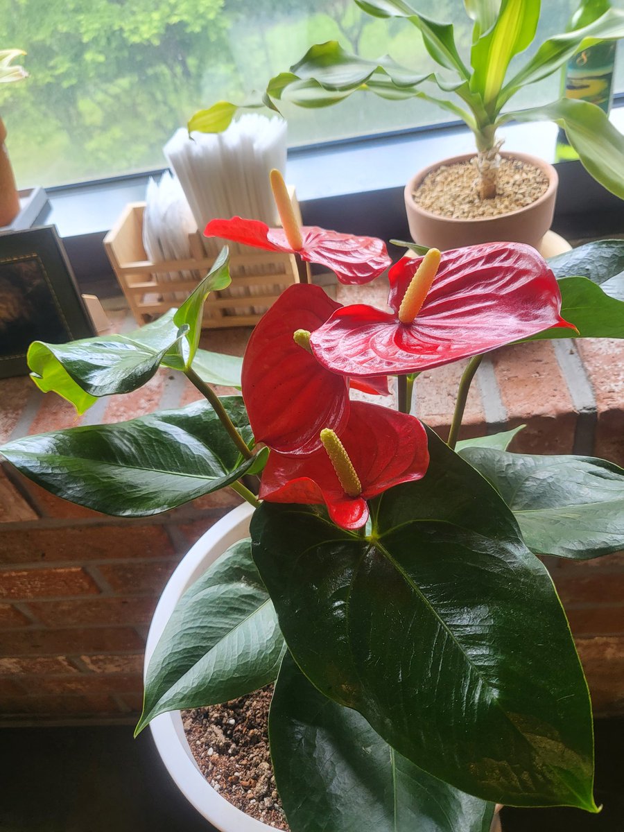 yunanimity_'s tweet photo. Saw this plant.
Was supposed to say: Anthurium
My Web3 brain said: Ethereum
It’s not a mistake.
It’s a diagnosis. 🧠
#Web3Life #CryptoOverload #AnthuriumNotEthereum
#Web3Meme #CryptoHumor #WAGMI