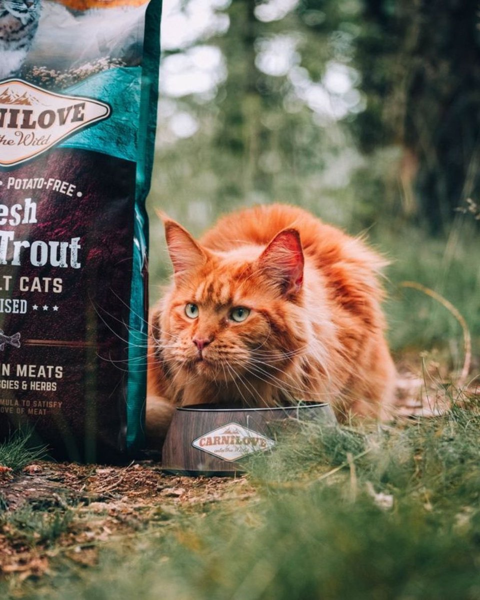 CarniloveTR's tweet photo. 🐾 Balık kokusu alındı, hedefe kilitlenildi!
Yalnızca kısır değil, karizmatik de... 😼
🐟 Balık bazlı, yüksek proteinli içerik
🚫 Tahılsız & patatessiz
🌿 Doğadan ilhamla formüle edildi
🍽️ Tadına bir bakan, kabından başını kaldıramıyor.

#Carnilove #CarniloveTürkiye #LidyaPet #KediMaması #DoğadanGelenLezzet #KısırAmaKarizmatik #BalıklıMama #IntoTheWild

🐾 Fish detected, target locked!
Not just sterilised… charismatic too. 😼
🐟 Fish-based, high-protein formula
🚫 Grain-free & potato-free
🌿 Inspired by nature
🍽️ One taste is all it takes — they won't lift their heads from the bowl.

#Carnilove #CarniloveTurkey #LidyaPet #CatFood #WildlyDelicious #FishForCats #SterilisedAndStylish #IntoTheWild