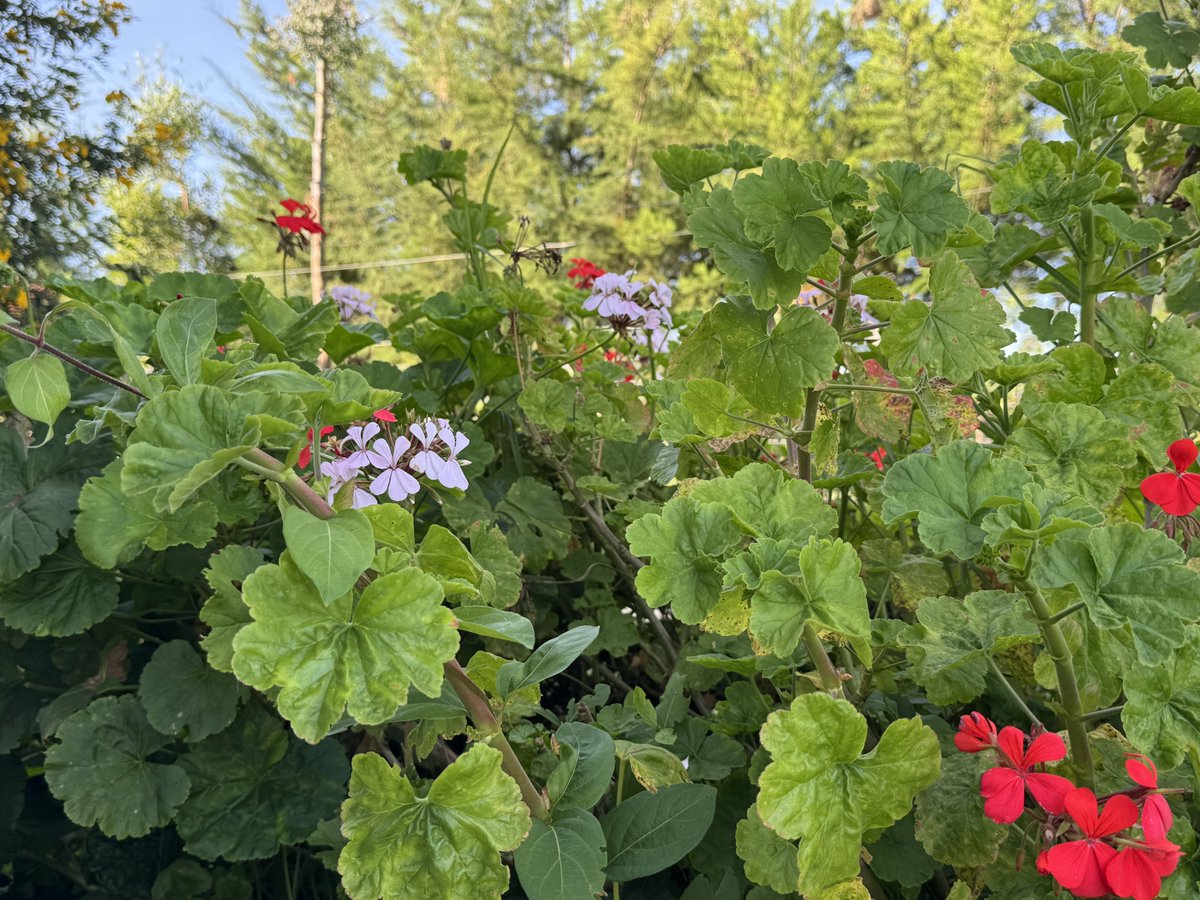 Over the past three years, I’ve planted more than 1,000 trees and a wide variety of flowers. It’s all finally coming together - I want to retire in a forest of my own making. Happy Sunday, everyone.