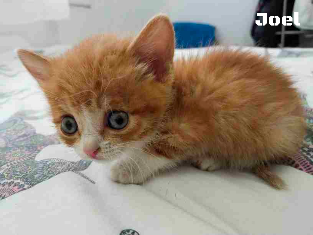#madrid 
JOEL ha sido ABANDONADO en la plaza de un pueblo 
Tan solo tiene 3 semanas de vida
Necesita #adopcionresponsable 
Sociable con niños,🐶🐱
Se entrega chipado,vacunado,desparasitado y testado en leucemia e inmuno 
CONTACTO 📩facenuevavida@gmail.com
#cachorros #adopta