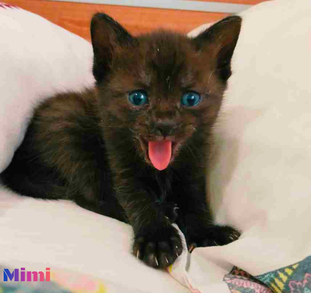 #madrid 
MIMI #panteritanegra de 3 semanas ABANDONADA en contenedor de basura 
Sociable con niños,🐶🐱
NECESITA #adopcionresponsable 
Se entrega chipada,vacunada,desparasitada y testada en leucemia e inmuno 
CONTACTO 📩facenuevavida@gmail.com
#cachorros #adopta #adoptame