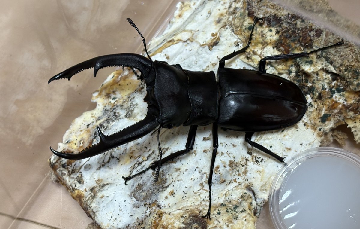 北のぎらふぁ@インセクトプロショップヒデ on X