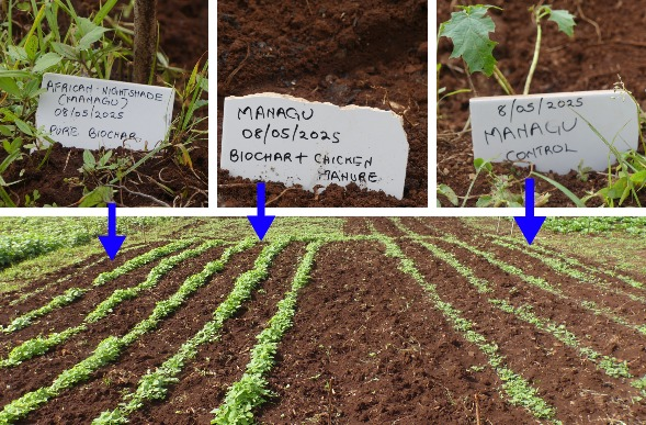 Makaa siyo ya kuchoma nyama peke the-star.co.ke/counties/centr…

#biochar #farmingkenya