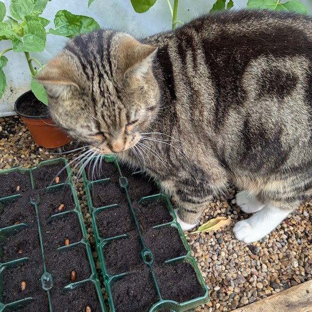 (Amanda)
I supervised Betty while she sowed some seeds.
I think she knows how to do it but I wanted to make sure.
Seeds are amazing. Some are big like these bean seeds and some are so tiny they look like dust.
We have to wait now for them to grow. I'll let you know when.