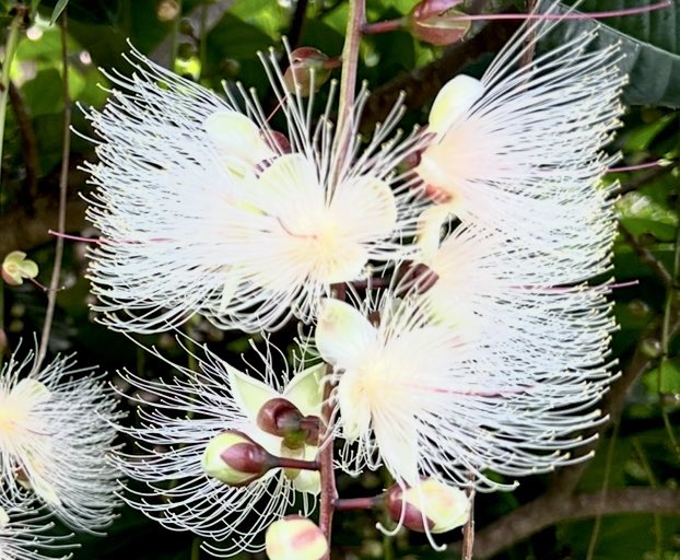 忘れられない花の一つ。

この時期から夏にかけて、西表島や石垣島辺りで見られる「サガリバナ」。夜に咲いて、夜明けに散ります。

マングローブの水面に浮かぶ姿はまるで天使のようです。
写真は昨年の竹富島で早朝に撮ったもの。