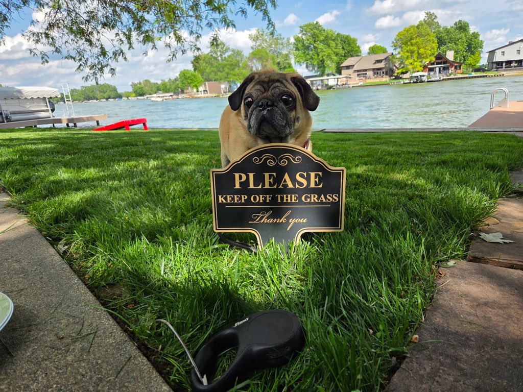Rules don’t apply to me. I do what I want. #PugLife