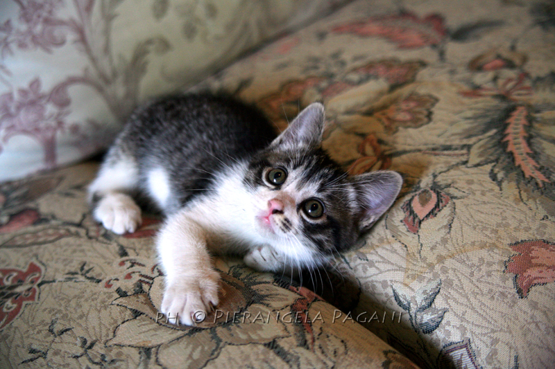 @ferrarisergio4 tweet media