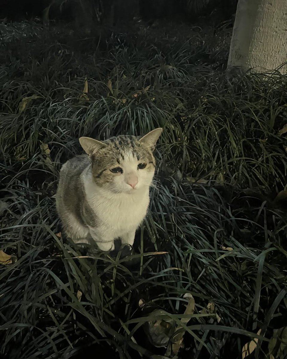 TheCatsX's tweet photo. Smol and alone https://t.co/Yc76rMVo7W