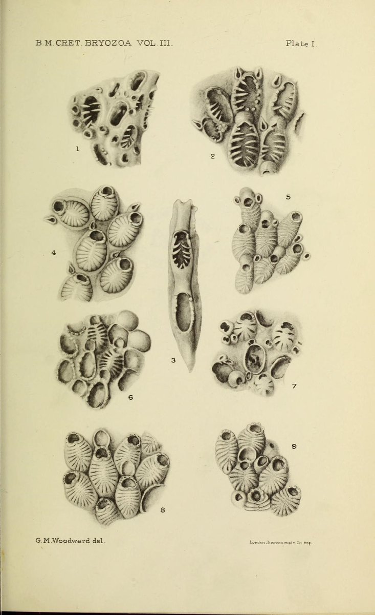 CRCpaleos's tweet photo. PALEOILUSTRACIONES
Briozoos fósiles
📚 Catalogue of the Fossil Bryozoa in the Department of Geology, British Museum, London, 1896-1922
#Briozoos #IlustraCiencia https://t.co/vbk7DxImRV