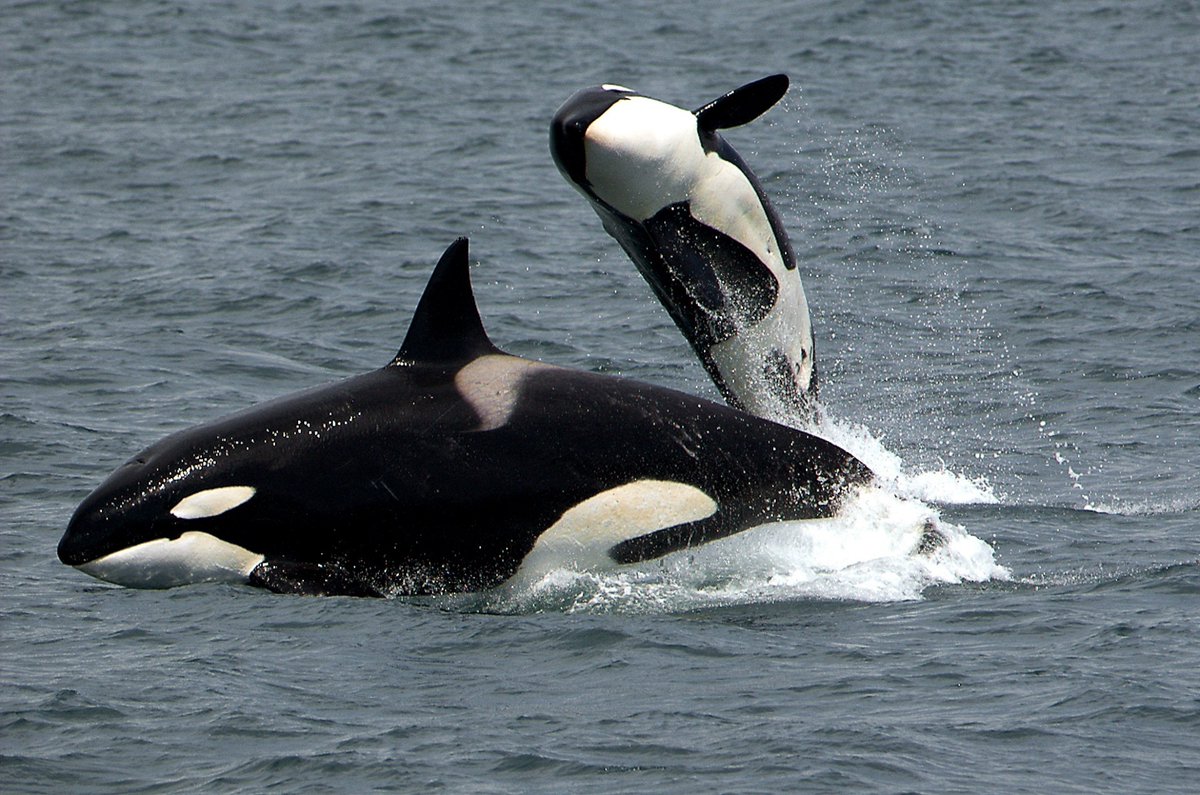 N3ko N3ko (@anzu_weeb) on Twitter photo <a href="/weirddalle/">no context memes</a> These do the same thing but have a sense of smell that can track for miles.
Then these are the same thing in the sea.
Humans are basically wolf apes and orca are sea wolves.
It seems wolf is the mammalian answer to crab. <a href="/weirddalle/">no context memes</a> These do the same thing but have a sense of smell that can track for miles.
Then these are the same thing in the sea.
Humans are basically wolf apes and orca are sea wolves.
It seems wolf is the mammalian answer to crab.