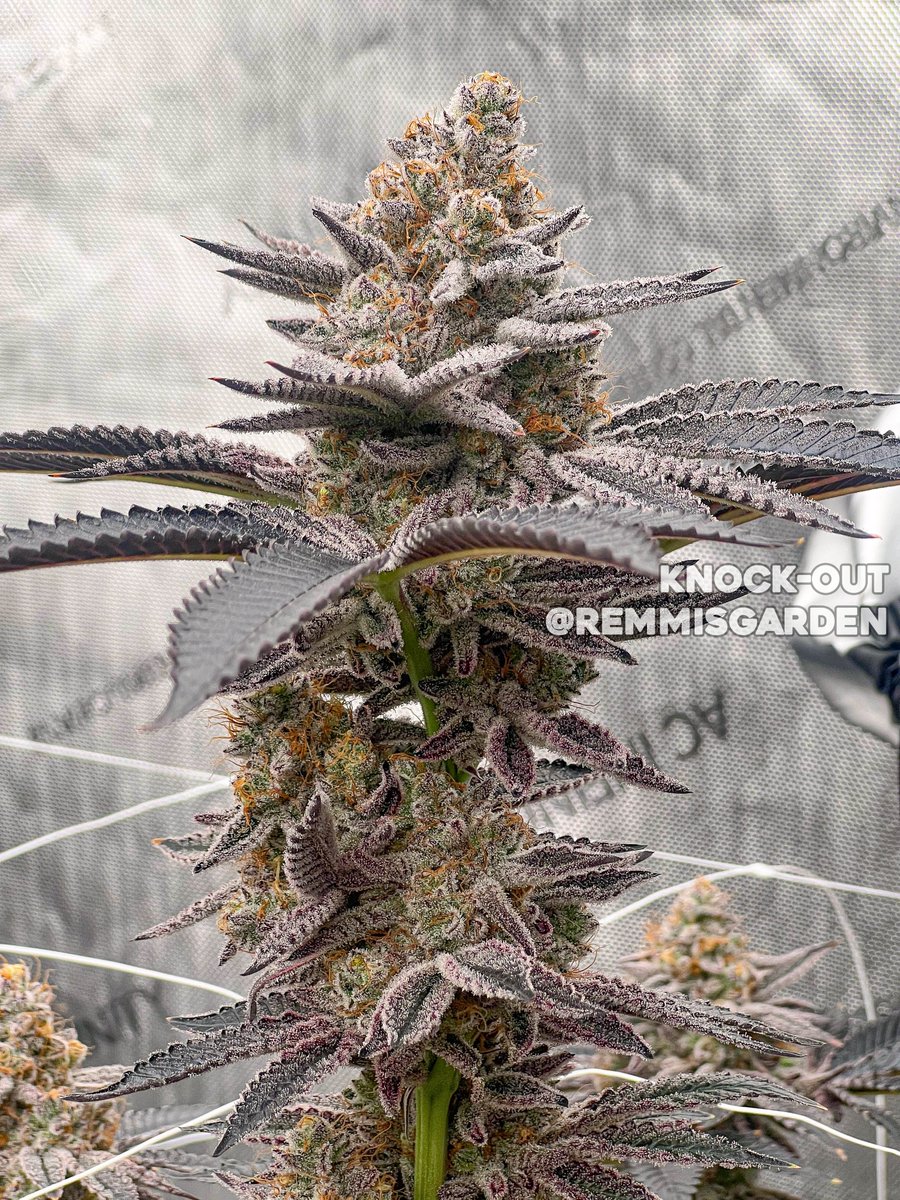 Knock-Out 🔥
Grown/Photo by <a href="/remmisgarden/">REMMIS GARDEN</a> 
Bred by #SquareOneGenetics
square1genetics.com/approved-vendo…
#cannabis #cannabiscultivation #nugshot