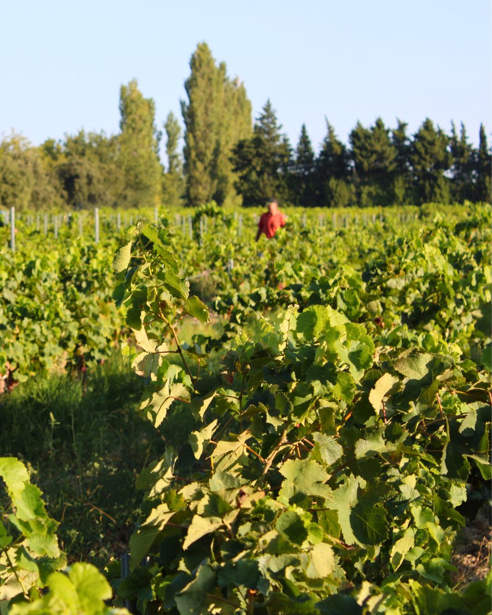 📅 Chaque année, les pépiniéristes viticoles suivent un protocole de prospection sanitaire.
🔍 Observation, suivi, vérification sur le terrain... Des gestes rigoureux pour surveiller l'état sanitaire des vignes-mères et des pépinières. 

#Vitipeps