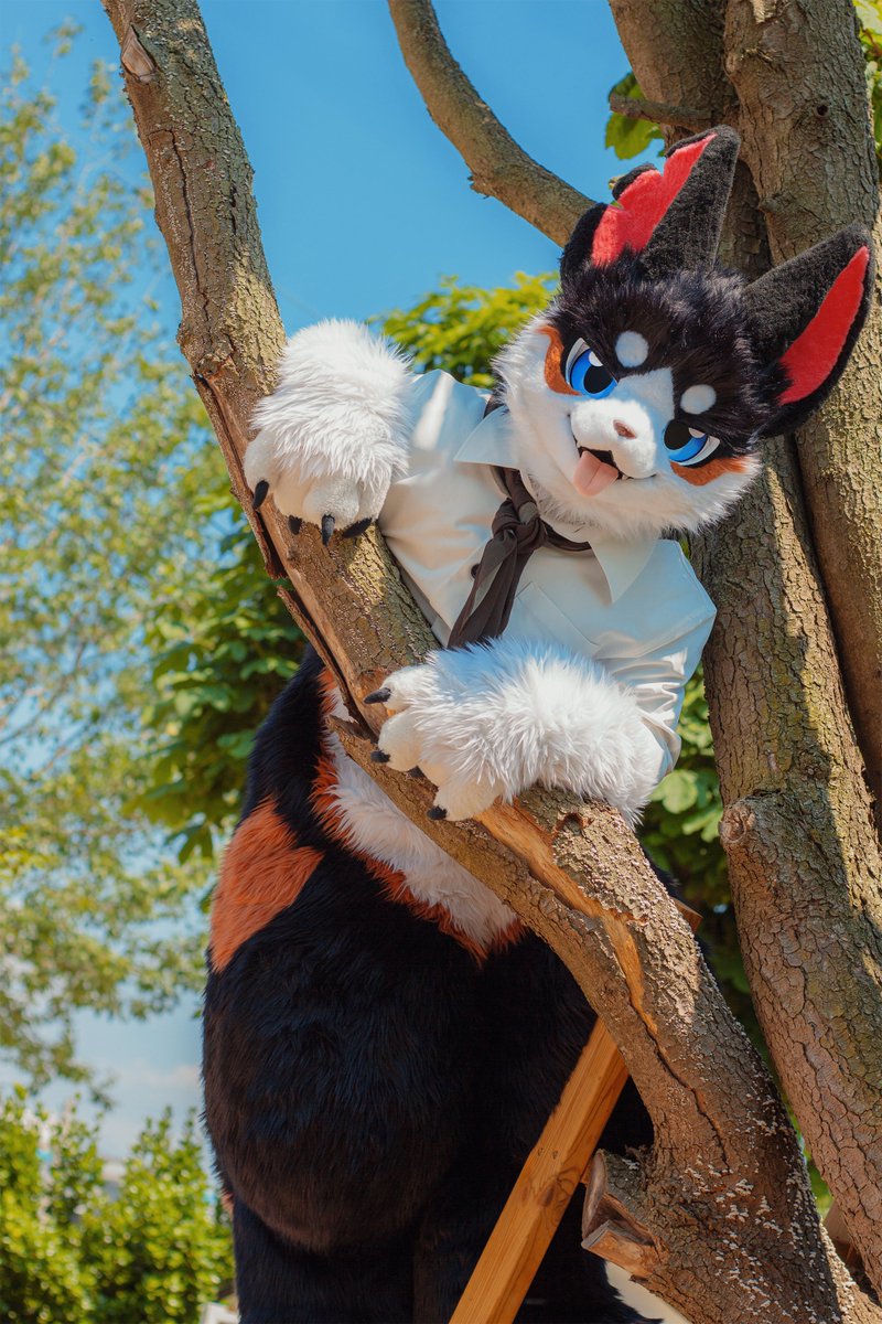 #FursuitEveryday 
#Fursuit 
나무에 쉴드 열렸다! 🐶🌲