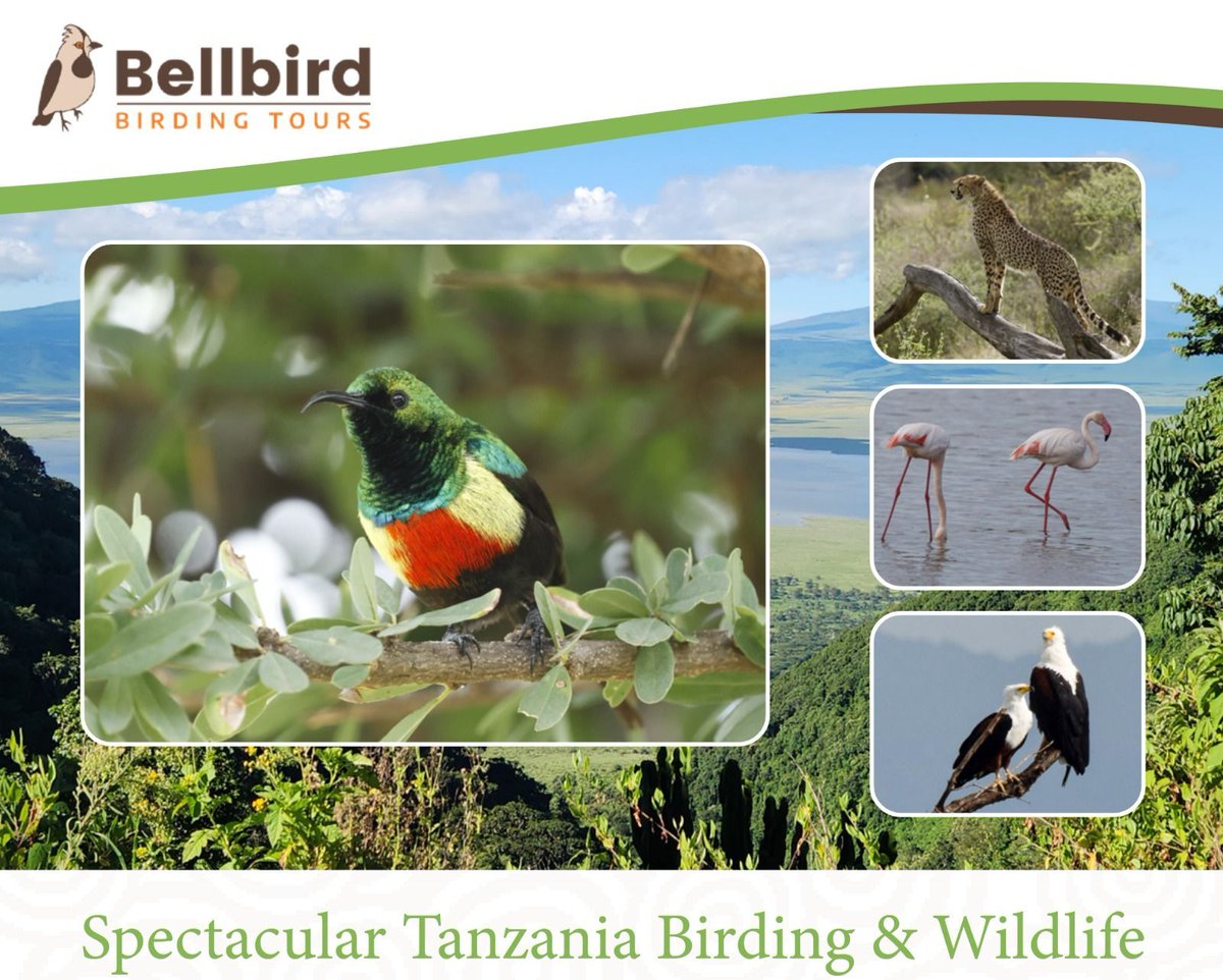 BirdsTours's tweet photo. Our Tanzania tour saw 400+ bird species and 40 mammals. Trip report by Helga Kieskamp coming soon. Missed it? Next departure: April 2027—now open for booking with a $99 earlybird discount. Info: https://t.co/COXr0zvpBw #birding #Tanzania https://t.co/amB0Zq6sNu