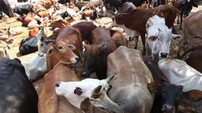 बकरीद पर सरेआम काटी गई गाय

त्रिपुरा पुलिस ने 4 को दबोचा 

अवशेष मिट्टी में दफनाए 

तनाव देख इलाके में सुरक्षा बल तैनात

hindi.opindia.com/news-updates/c…