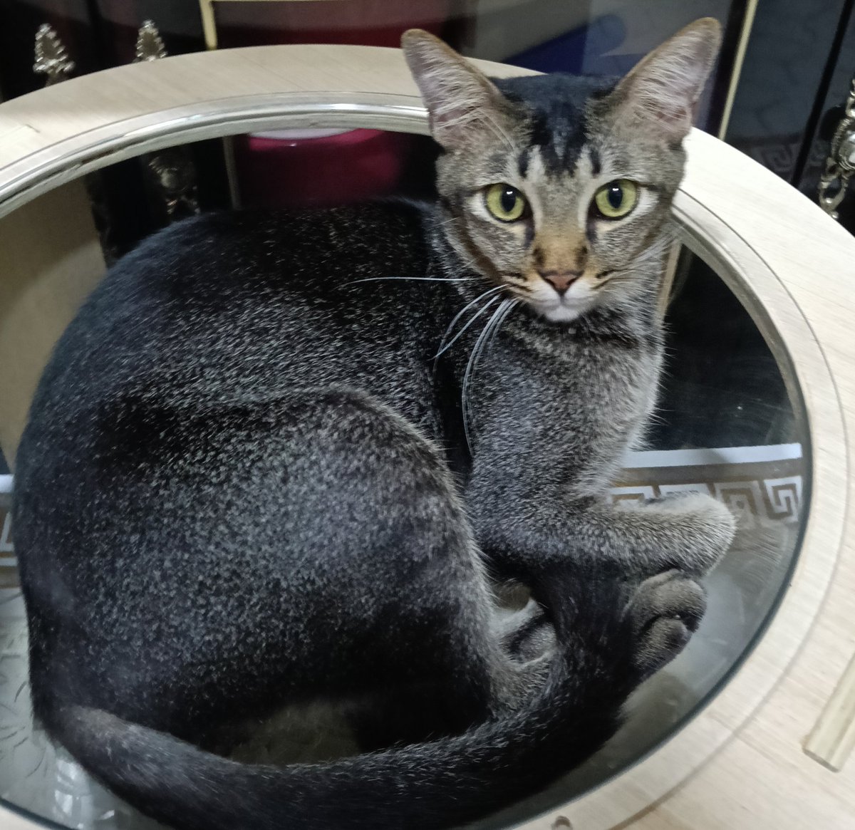 peachew_'s tweet image. this guy was scrEAMING up a racket at a strange cat he saw outside the house but immediately changed into a polite questioning meow? instead when he suddenly saw my sib kinda giving #demure and #mindful