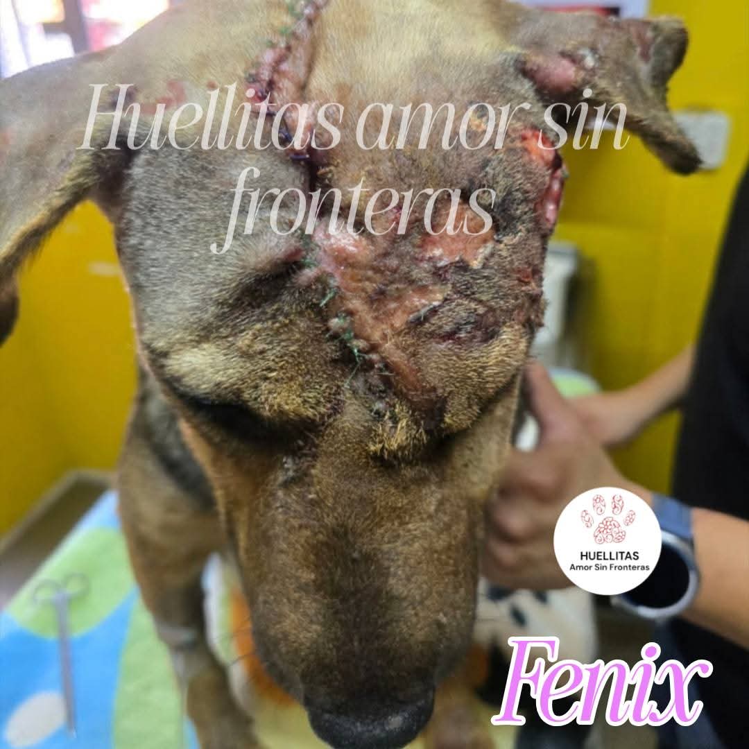 ⚠️⚠️⚠️SIGAMOS EXIGIENDO JUSTICIA AUN NO HAY NINGUN DETENIDO POR EL CASO DE FENIX⚠️⚠️⚠️

Las autoridades publican cosas que no cumplen!!!! 

No hay detenidos, apesar de que hemos hablado con mucha gente nos siguen dando vueltas y vueltas.

Fenix esta luchando como la guerrera que