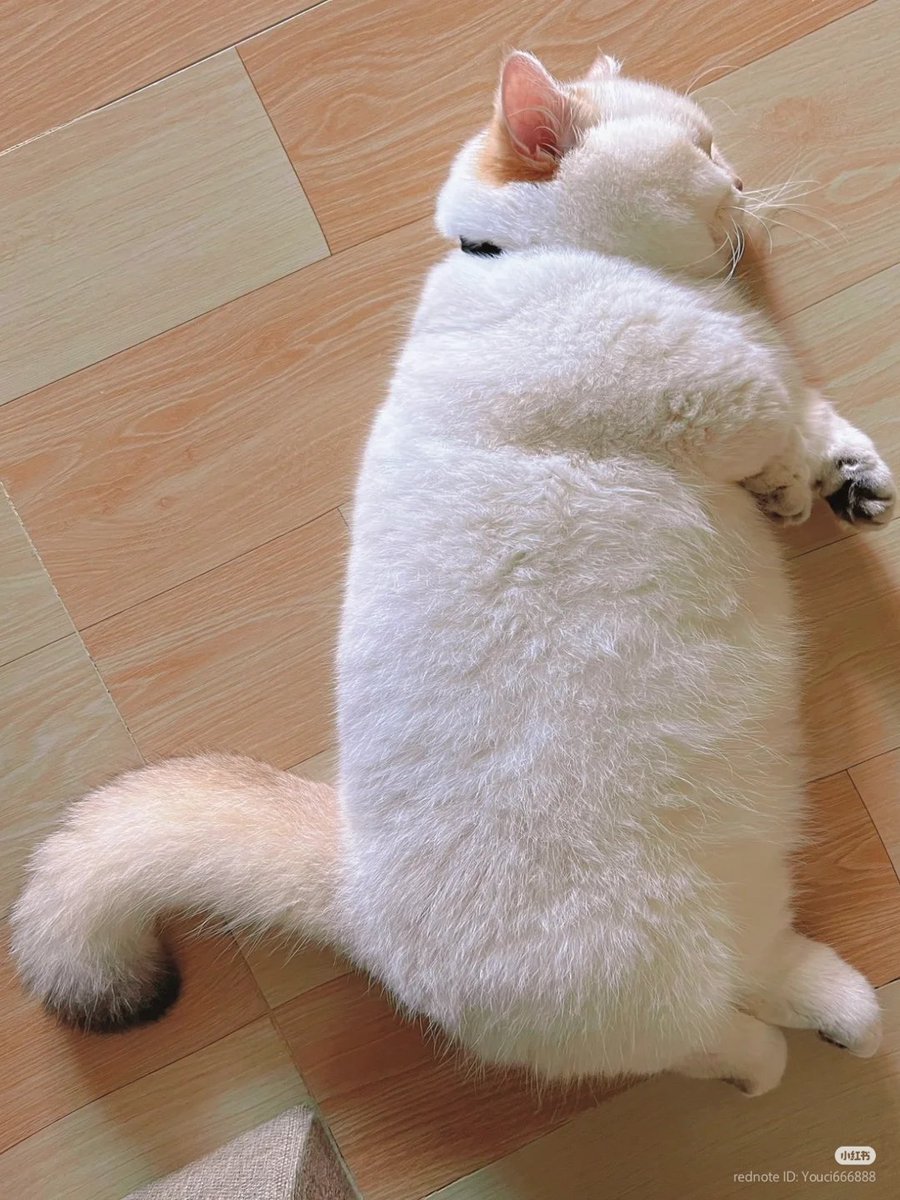 No Context Cats tweet media