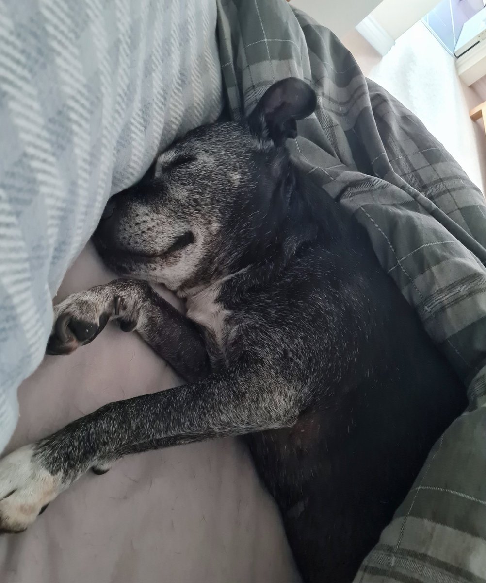 The bed hogger! ❤✌