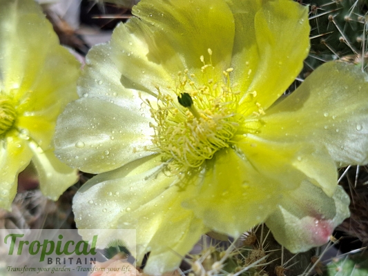 Opuntia arenaria