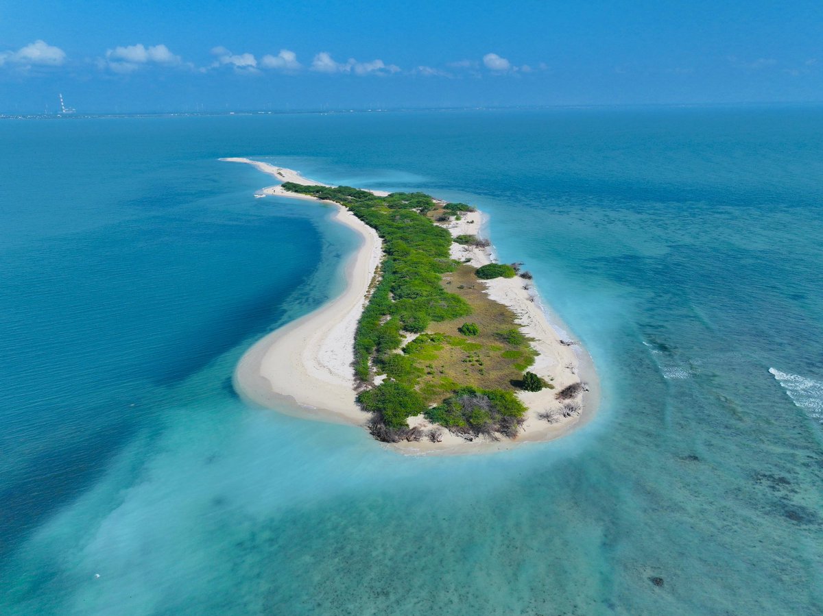 supriyasahuias's tweet photo. On this #WorldOceanDay we must pause and hear the deep cries echoing from the bottom of our oceans,not silent anymore, but rising in revolt against the choking grip of pollution. Oceans cover 75% of Earth, hold 97% of its water, absorb 23% of CO₂, and support over 50% of global biodiversity yet they being dumped with trash around the world. In Tamil Nadu we are on a mission to to do our best to restore degraded islands, seagrass meadows, corals and mangroves which in turn will protect highly endangered Dugongs, Seahorses,Turtles and millions of other species. So far we have restored 18 acres of seagrass beds, 8 acres of corals including Kasuvar Island, planted 2403 Ha of new Mangroves and restored 1207 Ha of degraded Mangroves. Restoration of Vaan and Kariyachalli islands is underway. Fishnet initiative is helping to prevent discarded fishing nets from entering the Ocean. Lets Save,Conserve and Protect our beautiful oceans which are our lifeline. #WorldOceansDay  #TNForest video - Branching Corals in Kariyachalli and Kasavur Island