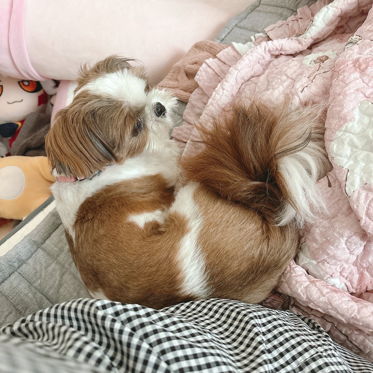 살벅살벅 오더니 웅딩이 붙이고 누움