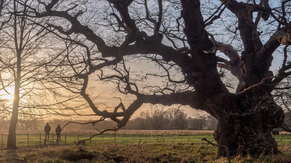 The Repton Oak - Attingham Park, Shropshire

Photo: Rob Coleman