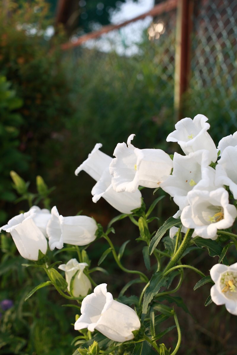 エレガント。🙂

#カンパニュラ