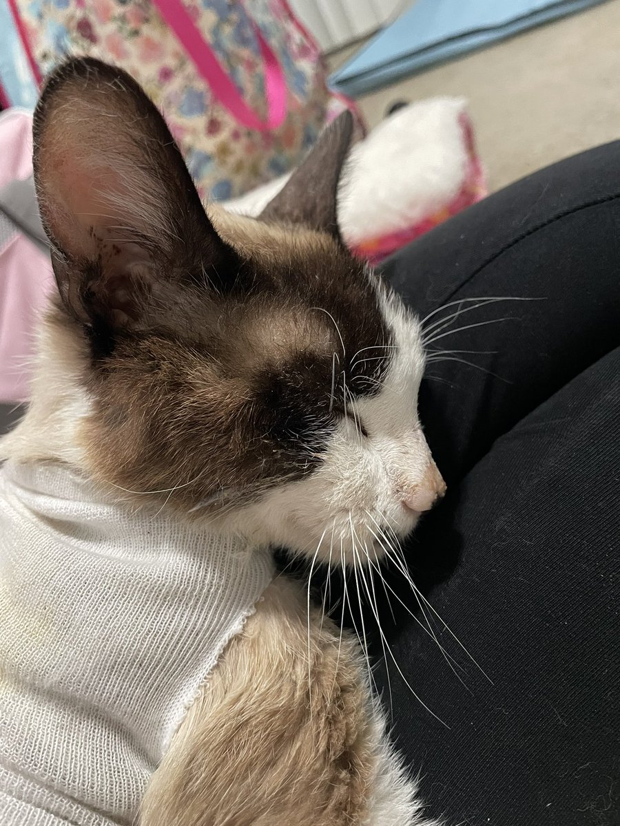 Friends of Bear Cat Rescue tweet media