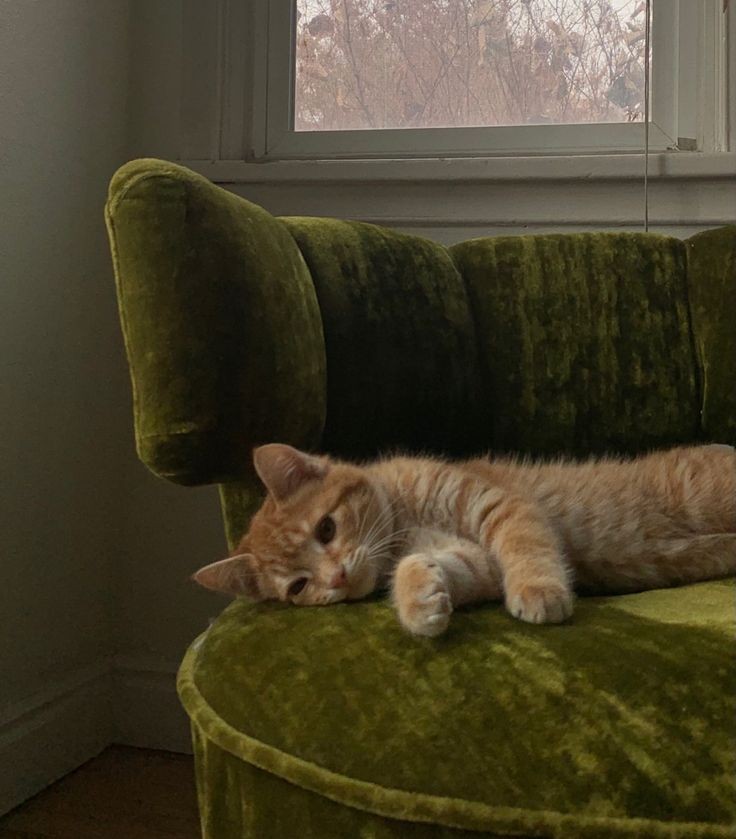 cats.jpg (@catsdotjpg) on Twitter photo 