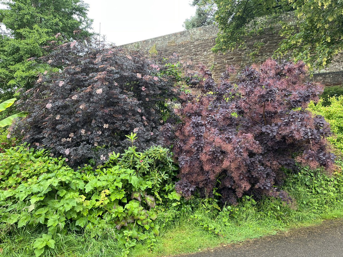 Two interesting purple types is shrubs. Left is a black lace elder and right is a purple smoke bush