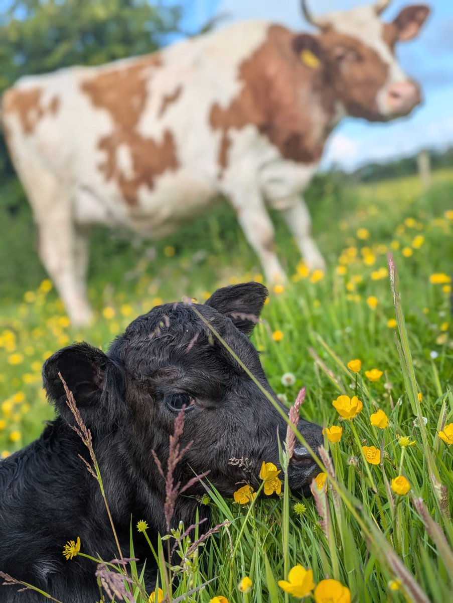 “IF YOU DON'T STAND FOR SOMETHING, YOU'LL FALL FOR ANYTHING.”
-Alexander Hamilton

Over the past few weeks, we’ve decided to be more vocal online about our food system – not just based on opinion, but grounded in research, learning, and the reality of our own journey.

Since