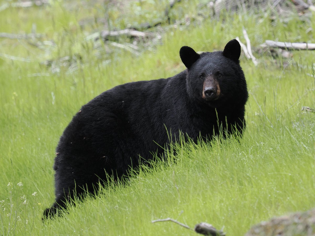 Rob Rackliffe (@robrackliffe) on Twitter photo Today we had the best views of Black Bear on our trip so far.. 8 in total including a mother and two cubs. With <a href="/a1virginia/">Virginia Fairchild</a> Today we had the best views of Black Bear on our trip so far.. 8 in total including a mother and two cubs. With <a href="/a1virginia/">Virginia Fairchild</a>