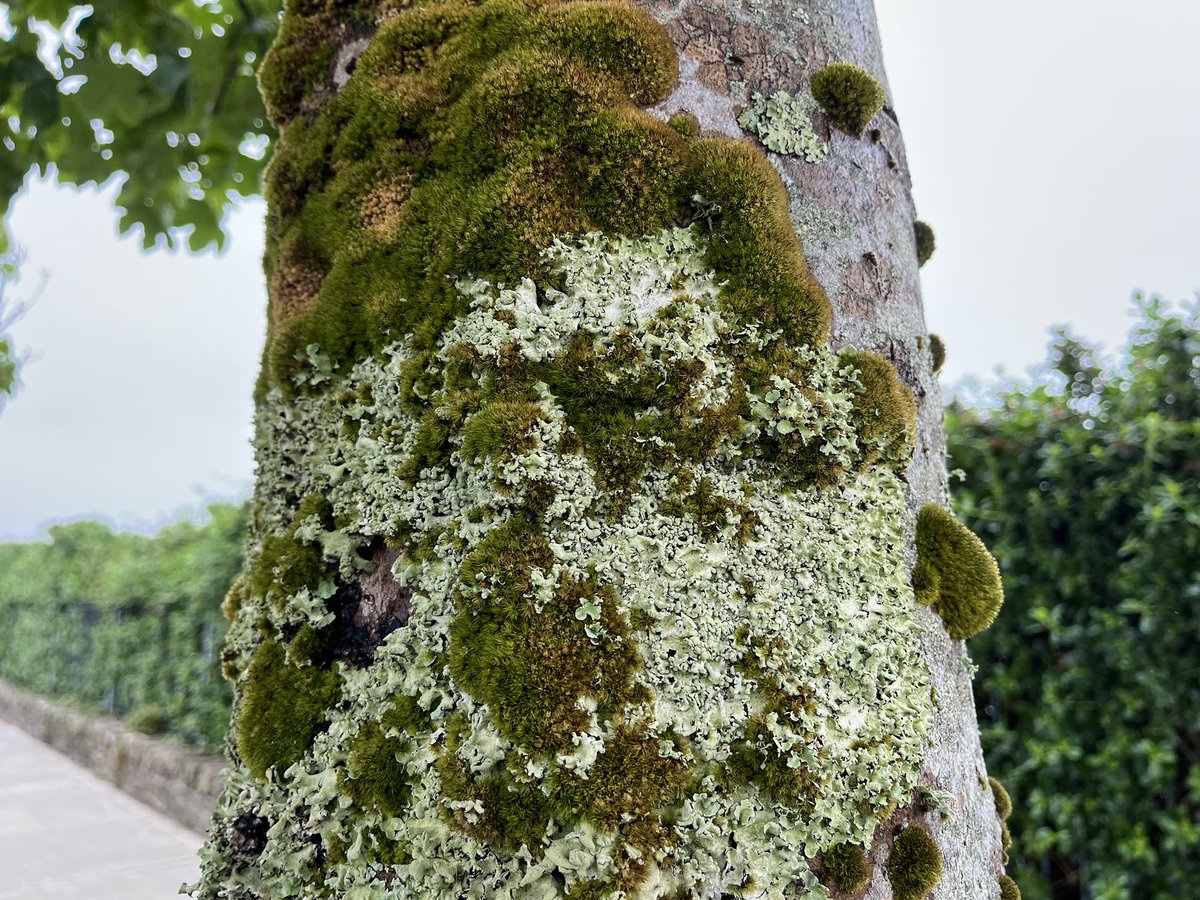 Lots miss and lichen on this sycamore tree