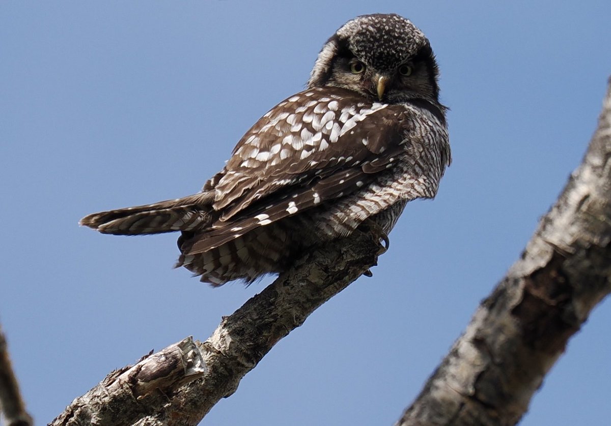 Rob Rackliffe (@robrackliffe) on Twitter photo This NORTHERN HAWK OWL was a nice surprise today in the forests north of Seward, Alaska. With <a href="/a1virginia/">Virginia Fairchild</a> This NORTHERN HAWK OWL was a nice surprise today in the forests north of Seward, Alaska. With <a href="/a1virginia/">Virginia Fairchild</a>