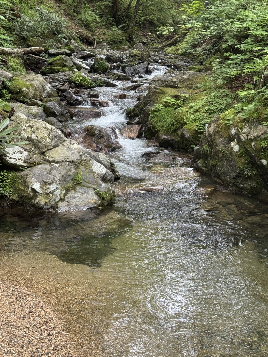 PowderRED_1973's tweet photo. ソロにて2025初釣行

水温14℃とウェットウェーディングには冷たかったが気持ちよし。息子には厳しいかな。

ニューロッド２本に入魂完了🔥

冷えたのもあり、腰に来てる。
#きー釣果 #troutfishing #nativetrout  #イワナ #岩魚 #天然岩魚 #渓流ルアー #源流ルアー https://t.co/Jh7yb53urX