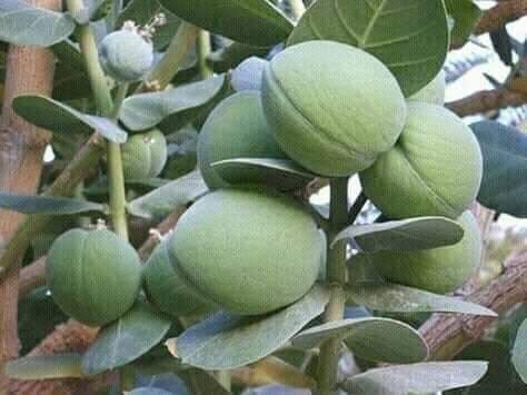 zaddysusu_'s tweet image. For fast sales and money attraction.

Pound three tobacco leaves and three sodom apple leaves.
Add local soap and pound together.
Add coconut water and mix properly and pack into a white container.

Starting from the next morning, bath with local sponge before stepping out 💜🧘