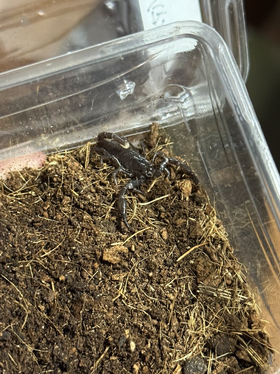 fattail2023's tweet image. はい、というわけでね！
マレーシアンジャイアントです！
蠍だよ！かわいいね！大きく育って欲しいもんですね！
＠Blaevo_Rep_Bugs ブラックエボリューションさんからきましたよ。
1ヶ月置きにシンヤさんから何かしら買ってるわ。
#近畿レプタイルズマーケット