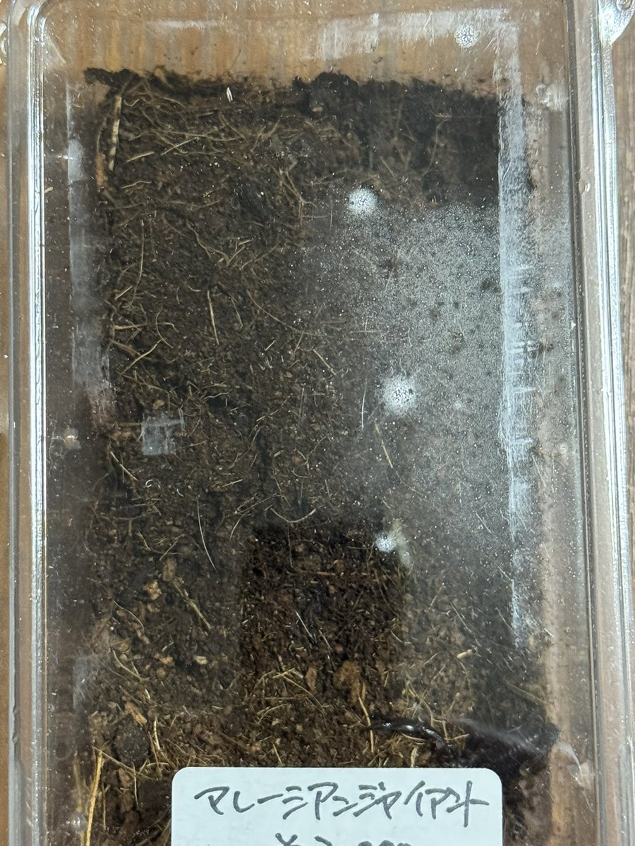 fattail2023's tweet image. はい、というわけでね！
マレーシアンジャイアントです！
蠍だよ！かわいいね！大きく育って欲しいもんですね！
＠Blaevo_Rep_Bugs ブラックエボリューションさんからきましたよ。
1ヶ月置きにシンヤさんから何かしら買ってるわ。
#近畿レプタイルズマーケット