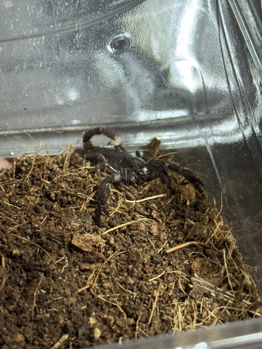 fattail2023's tweet image. はい、というわけでね！
マレーシアンジャイアントです！
蠍だよ！かわいいね！大きく育って欲しいもんですね！
＠Blaevo_Rep_Bugs ブラックエボリューションさんからきましたよ。
1ヶ月置きにシンヤさんから何かしら買ってるわ。
#近畿レプタイルズマーケット