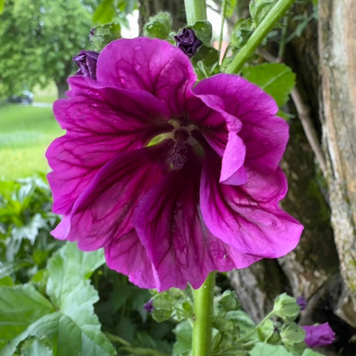 Guten Morgen und einen schönen Sonntag euch allen!
#kleineFreudendesTages 8.06.2025
Da meine Pfingstrosen leider dem heftigen Platzregen zum Opfer gefallen sind, gibt es heute eine #Stockrose.