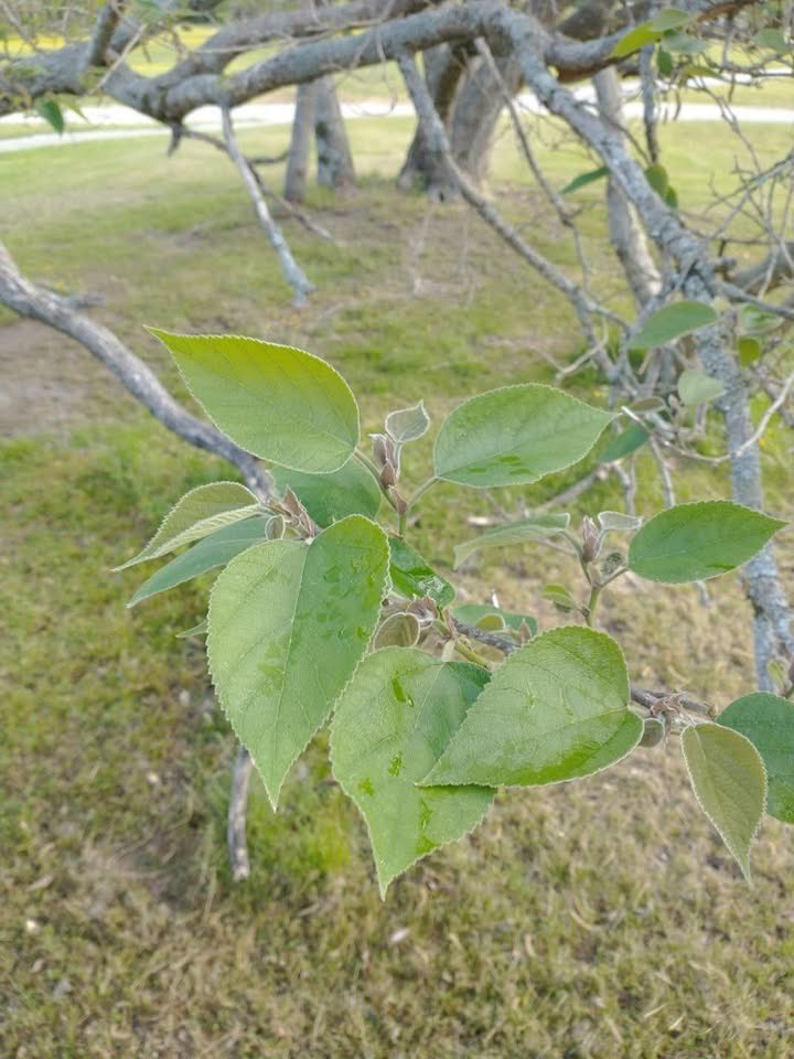 اسلام آباد: ایک شہر، ایک ذمہ داری
تحریر: اسد یونس تنولی

اسلام آباد صرف پاکستان کا دارالحکومت نہیں، بلکہ ایک سوچ، ایک نظریہ اور ایک خواب ہے۔ یہ شہر فطرت، ترتیب، اور پائیداری کی علامت ہے۔ 1960 کی دہائی میں جب اس خواب کو تعبیر دینے کا آغاز ہوا، تو زمین بنجر تھی، مگر عزم سرسبز تھا۔