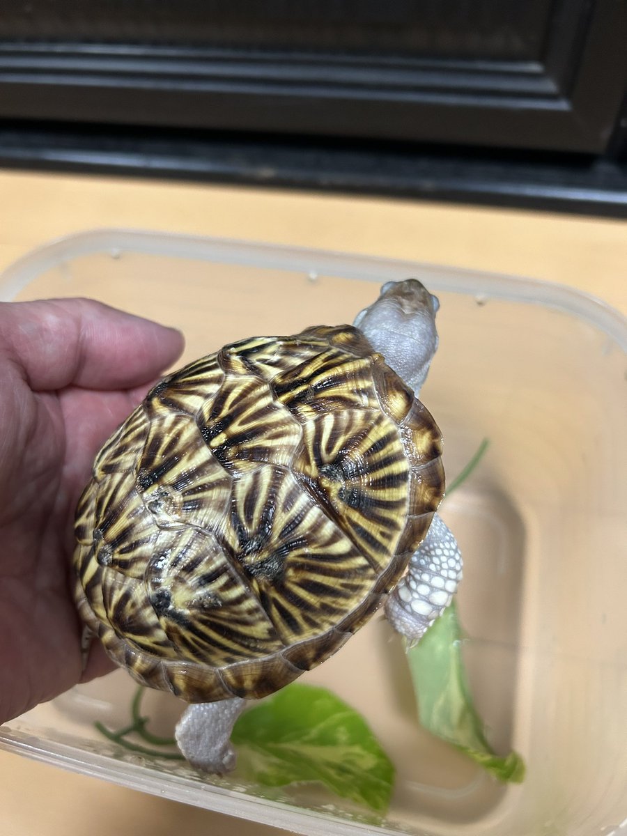 自家産ニシキハコ2024
だいぶ逞しくなりました。この個体は他よりも顔や手が白っぽい。親個体は今年も2クラッチまで産卵しています。無事に孵ったら、秋のイベントで並べたいと思います。卵の管理や小亀の育成で、秋まで忙しくなりそうです。