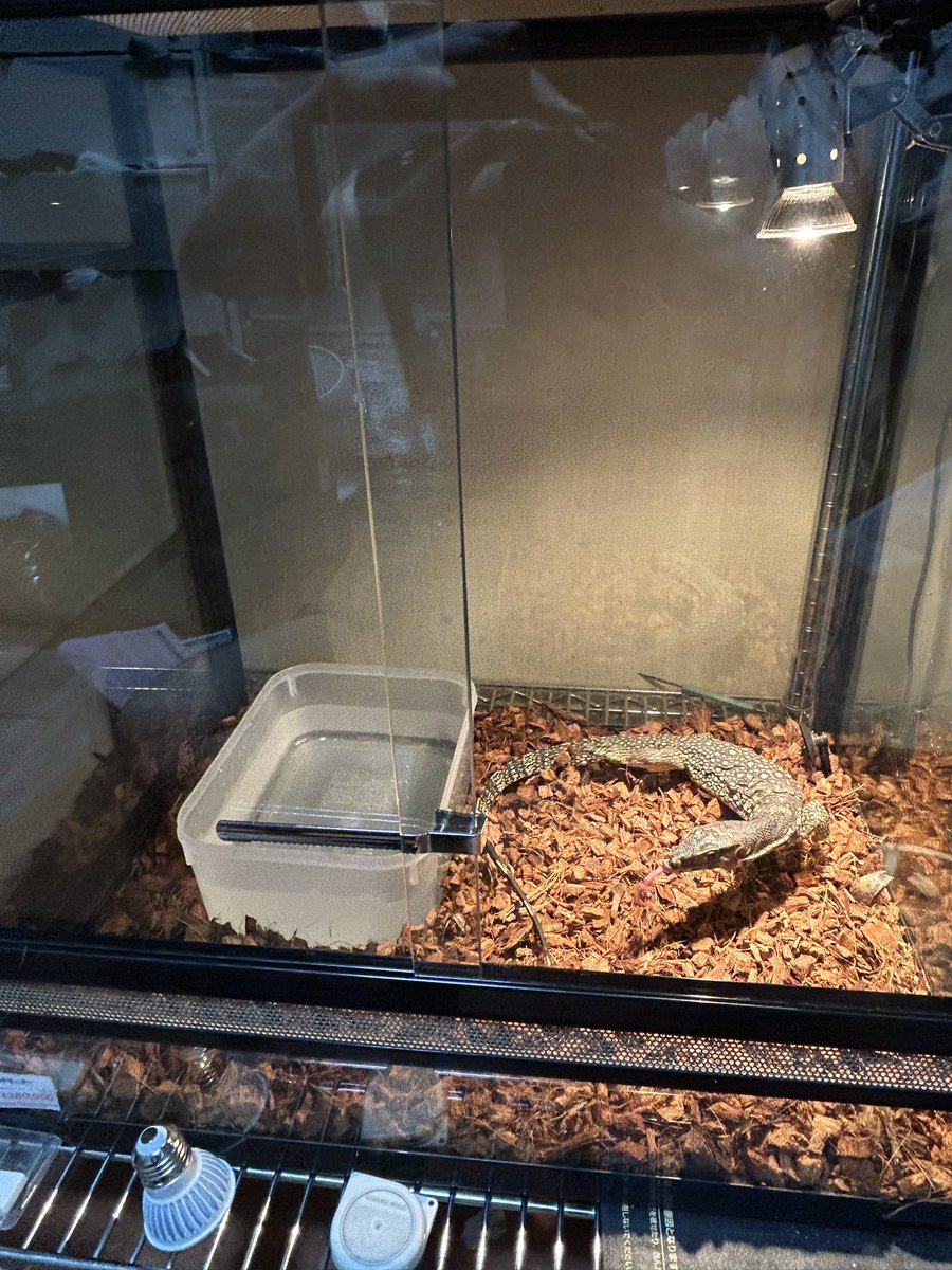 尚嫌🐍🦎🕷️ tweet media