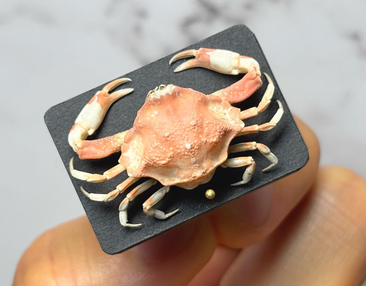 蟹の乾燥標本①】 甲殻類の乾燥標本を制作しています。 無着色に