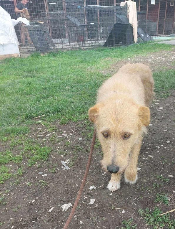 Beautiful Blondie ❤️
Approx. 6 years old

Described as an 'Aggressive mum' in Romania, Blondie is actually a calm, friendly girl!
All she was doing was protecting her babies 🥺

She can live with dogs, cats and kids 7+

Can be cautious of lead ❤️

Apply: pawprints2freedom.co.uk/apply