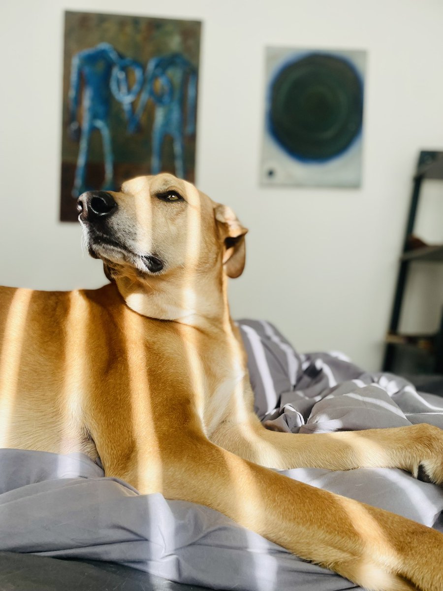🚨Hi, on Wednesday we need to be out of the house. Other housing fell through Friday. Spoke to authorities to help. Nope. Have been given emergency housing. Cooper isn’t allowed. They just shrugged. I’m devestated. Anyone In Glasgow area know a foster or can help. It’s terrible