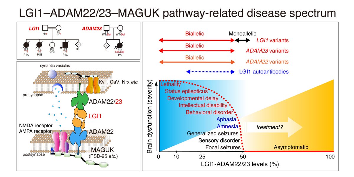 Hirano et al. define a novel neurological disease spectrum involving the LGI1–ADAM22/23 pathway, identifying ultra-rare biallelic LGI1 variants in developmental and epileptic encephalopathy, and a biallelic ADAM23 variant in lethal neonatal epilepsy. tinyurl.com/4cpc48fy