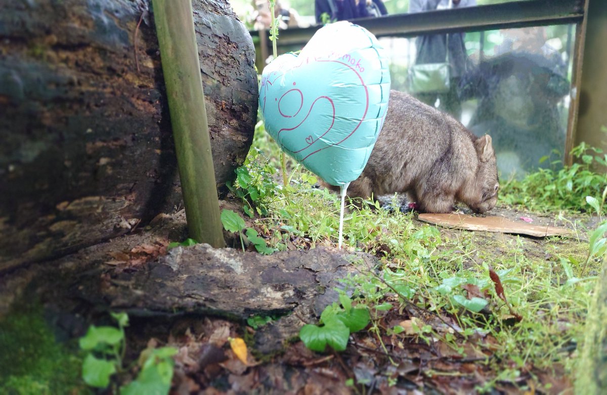 #ウォンバット[ウォレス]くんが来園して7周年🎂を
先日、茶臼山動物園サポーターの皆様と一緒にお祝いしましたぁー🌽✨
その様子をちらり😊💗
#wombat #ウォレス
#茶臼山動物園 #城山動物園 #茶臼山恐竜園